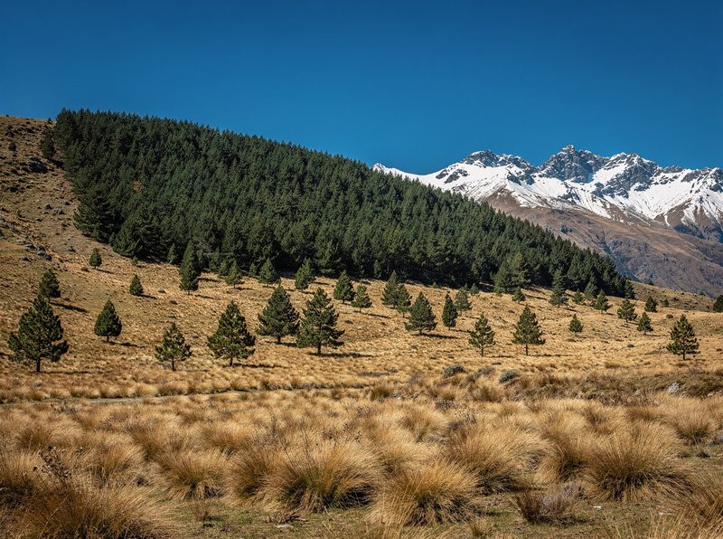 Young wild pines spreading across golden tussock below a dense pine forest, with snowy mountains behind