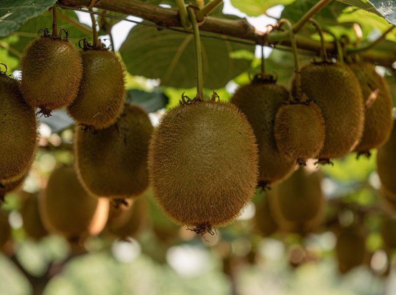 Brown fuzzy kiwifruit of different sizes hanging under a leafy vine canopy